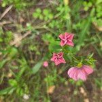 Linum pubescens Flor