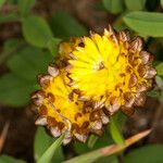 Trifolium badium Blomst