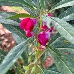 Impatiens balsaminaFlor