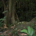 Artocarpus altilis Koor