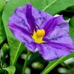 Lycianthes rantonnetii Fula