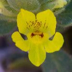 Mohavea breviflora Bloem