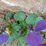 Viola tricolor পাতা