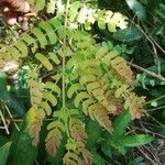 Albizia adianthifolia Delienn