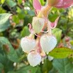 Gaultheria shallon Flower