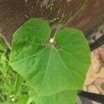 Trichosanthes cucumerina Blatt