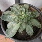 Echeveria affinis Ліст