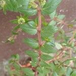 Euphorbia hirta Blad