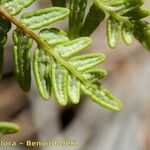 Hemionitis pteridioides পাতা