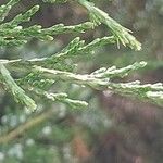 Juniperus virginiana Листок