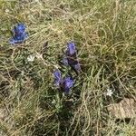 Gentiana affinis Kvet