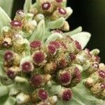 Helichrysum arnicoides
