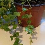 Peperomia rotundifolia Hoja