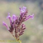 Lavandula rotundifolia 花