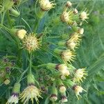 Senecio cacaliaster फूल