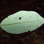 Styrax pallidus Leaf