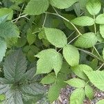 Rubus occidentalisBlatt