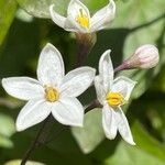 Solanum laxum Flower