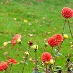 Dahlia pinnata অভ্যাস