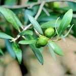 Olea europaea Φύλλο