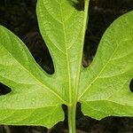 Gurania makoyana Hoja
