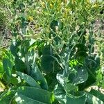 Lactuca sativa Облик