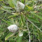 Salix eriocephala Frucht