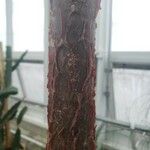 Gyrocarpus americanus Corteccia