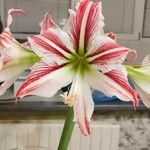 Hippeastrum correiense Flower