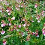 Lathyrus vernusЦвят