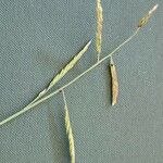 Eriochloa barbatus Fruit