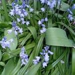 Hyacinthoides hispanica ശീലം