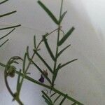 Vicia peregrina Hoja