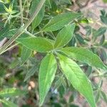 Vitex negundo Levél