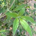 Vitex negundo Folha