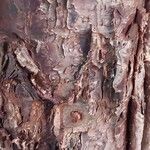 Araucaria nemorosa Corteza