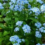 Myosotis scorpioidesFiore