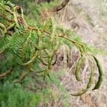 Acacia farnesiana Fruit