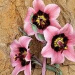 Fritillaria gibbosa Blodyn