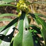 Daphne laureola Leaf