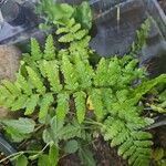 Dryopteris cristataYaprak