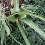 Cordyline stricta Blad