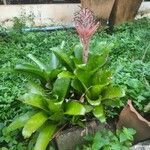 Billbergia pyramidalis Habit