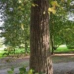 Tilia × euchlora Cortiza