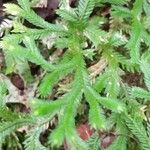 Selaginella concinna Hoja