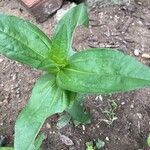 Zinnia peruvianaFolla