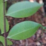 Eurycoma longifolia Leaf