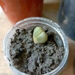 Pleiospilos nelii Leaf