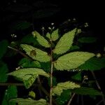 Begonia semiovata 葉