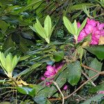 Rhododendron catawbiense Vekstform